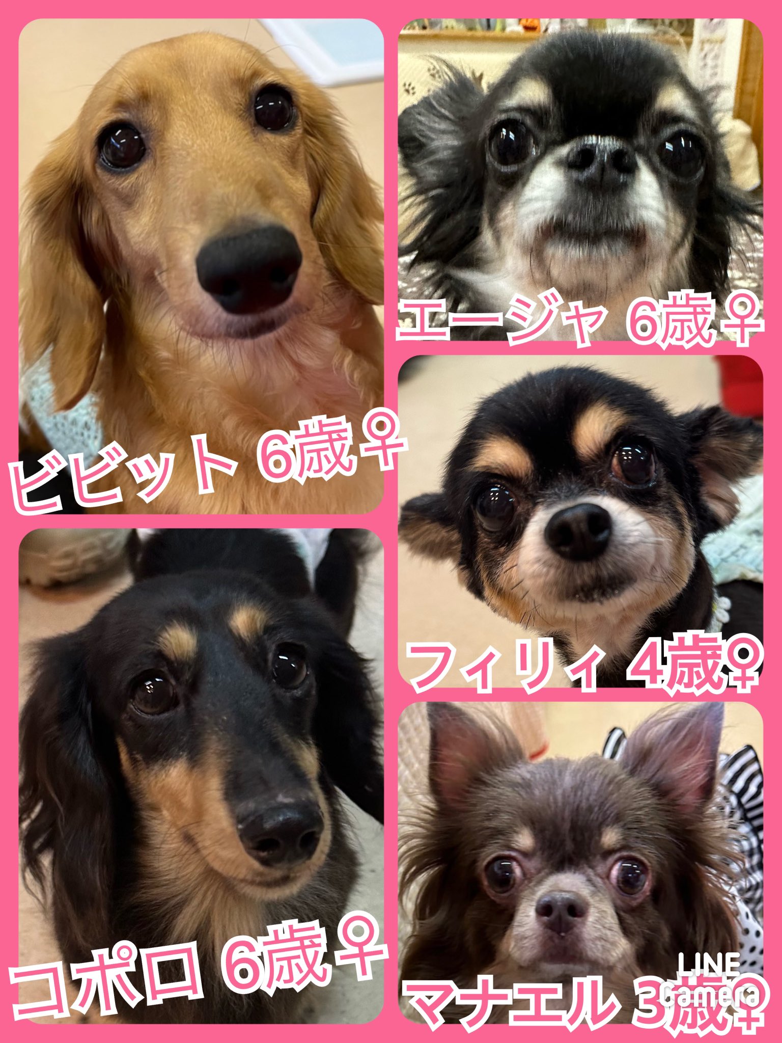 🐾今日の里親様募集中ワンコ🐶メンバーです🐾2023,10,4【保護犬カフェ天神橋店】